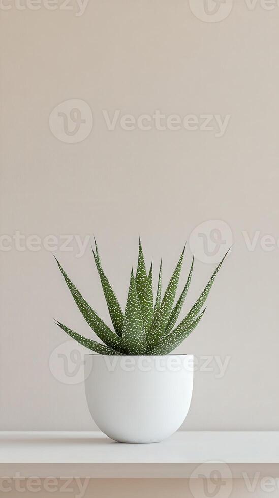 Aloe plant in a white pot on a shelf against a beige wall photo