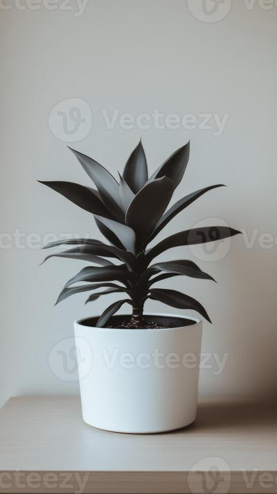 Stylish indoor plant in a white pot on a wooden surface photo
