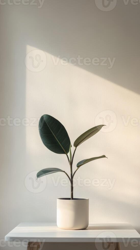 A green plant in a modern pot on a wooden table illuminated by sunlight photo