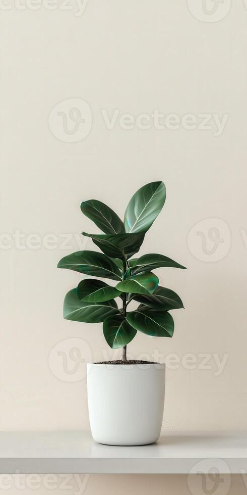 Fiddle leaf fig plant in a modern white pot on a minimal shelf photo