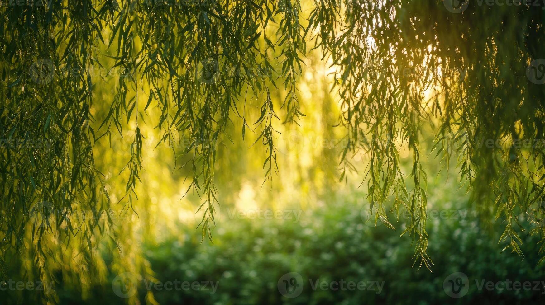 Sunlight filtering through willow tree branches in springtime photo