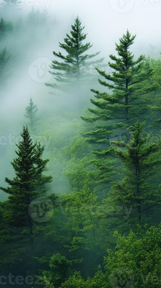 Evergreen trees shrouded in fog in the forest photo