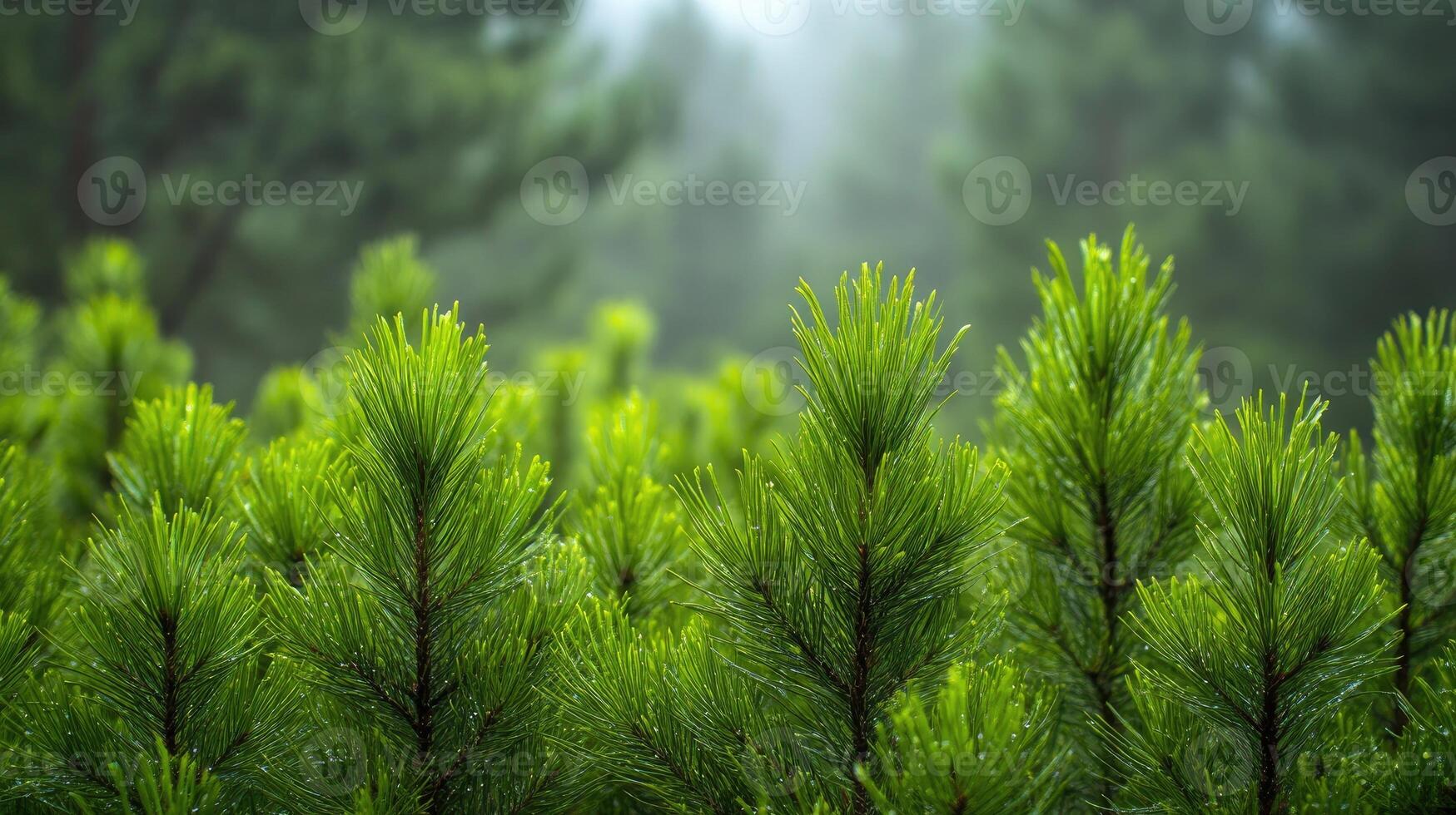 Bright green pine tree branches growing in forest photo