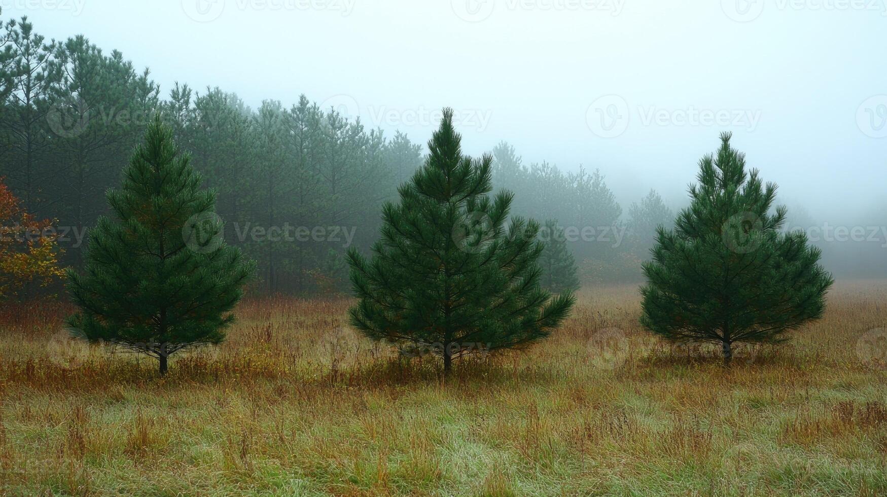 Three pine trees growing in field with foggy forest background photo