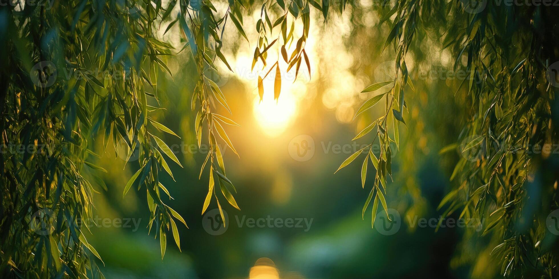Weeping willow branches framing a beautiful golden sunset photo