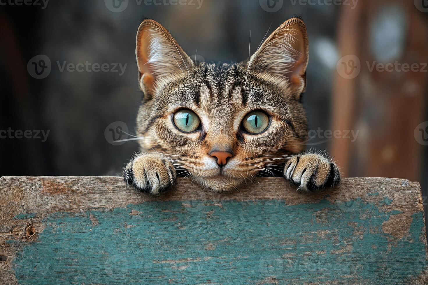 Curious tabby cat peeking over a wooden fence photo