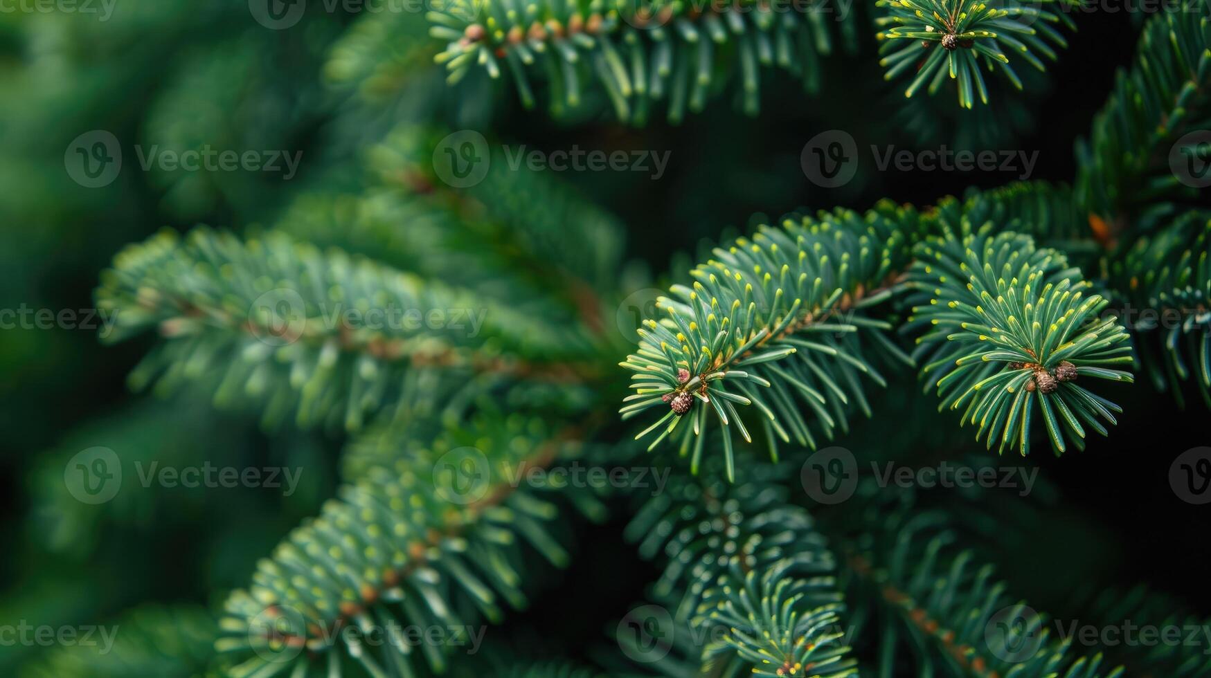 Blue spruce branches forming a christmas tree texture photo