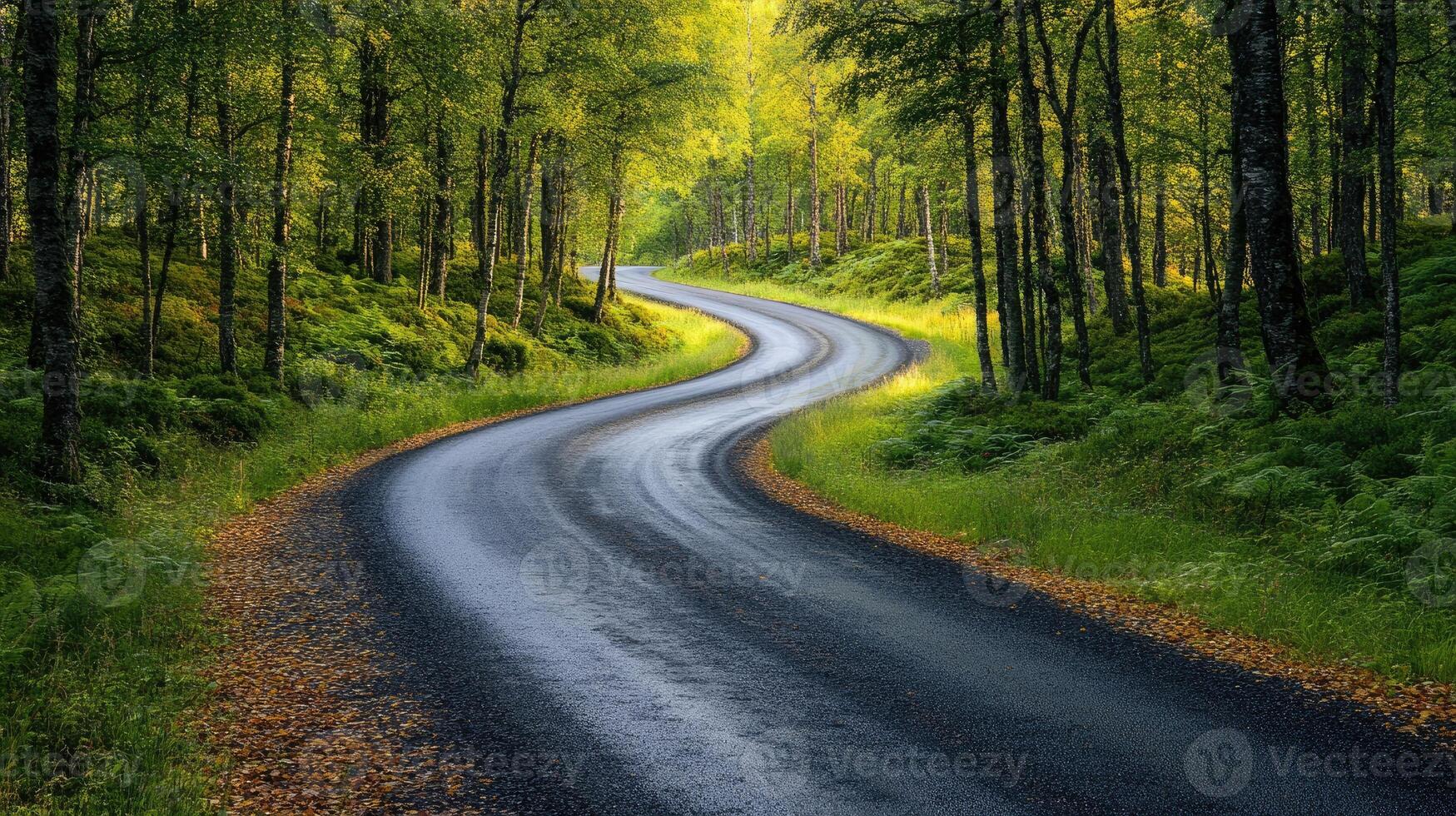 Winding empty road leading through green forest in summer photo