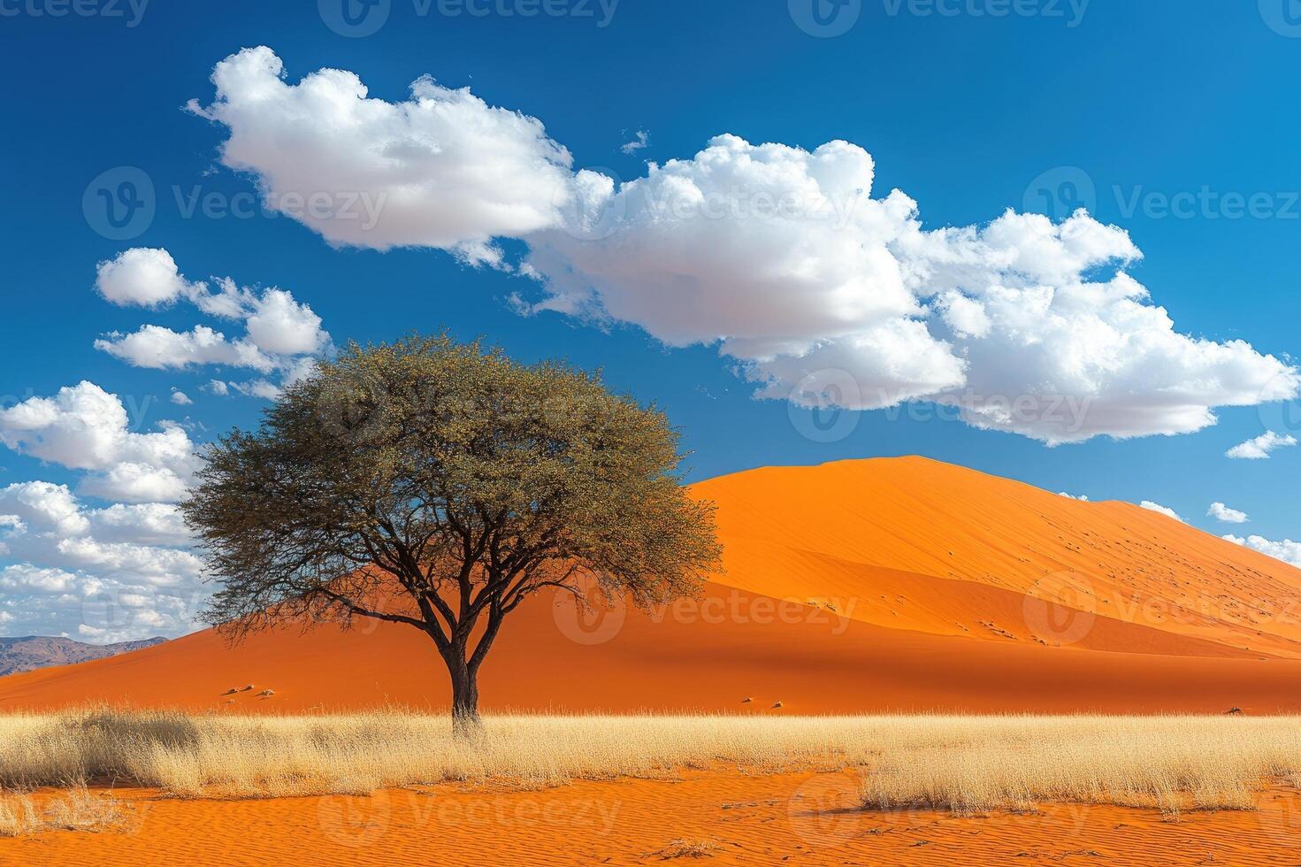 Lone acacia tree growing on a sand dune in namibia photo