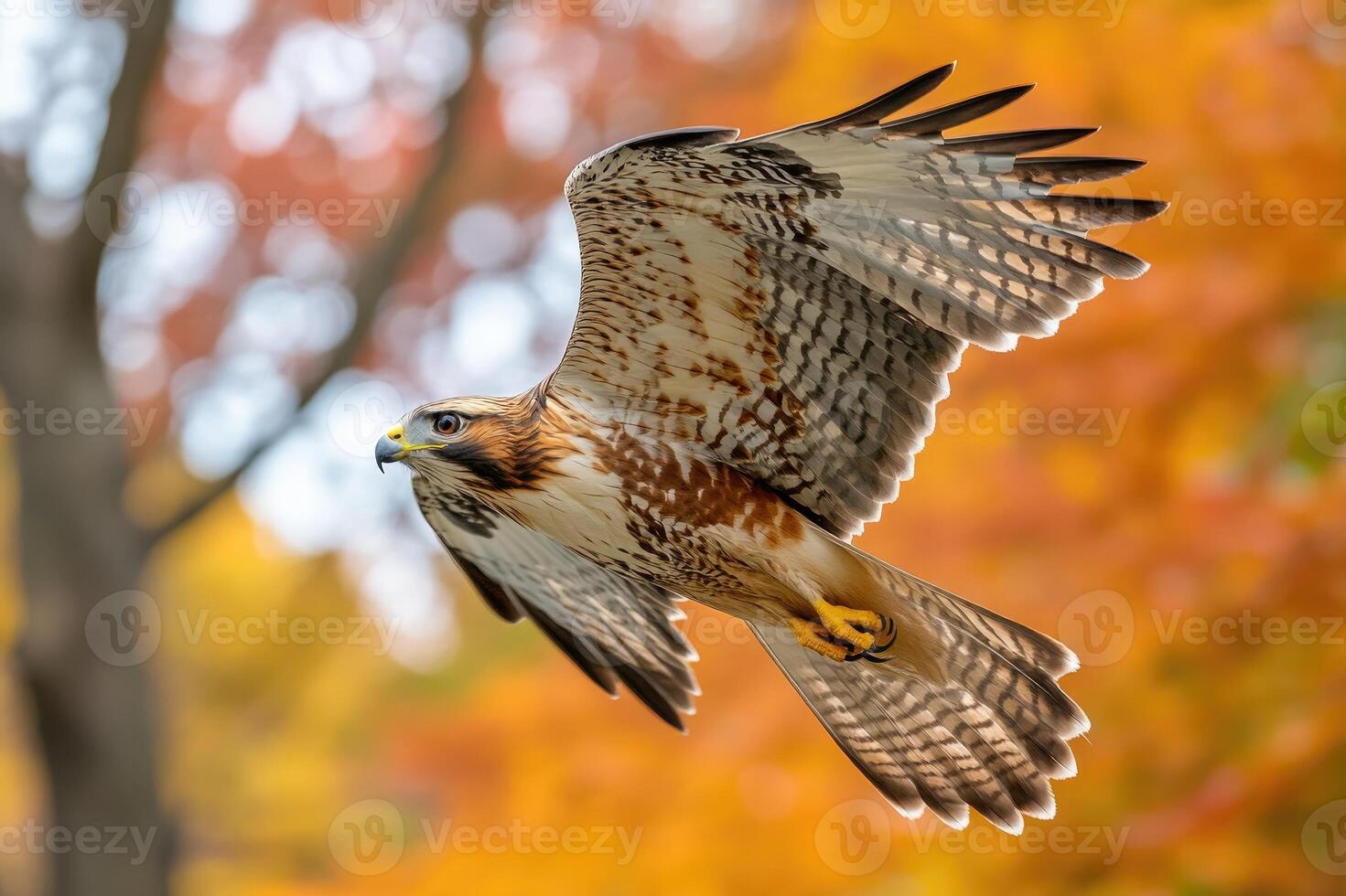 Red tailed hawk gliding in autumn colors photo