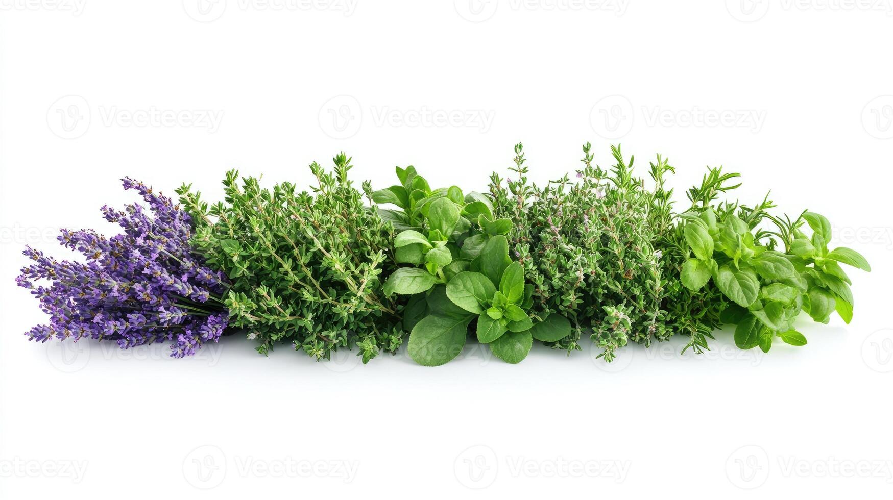Fresh herbs including lavender, thyme, oregano and rosemary lying on white background photo