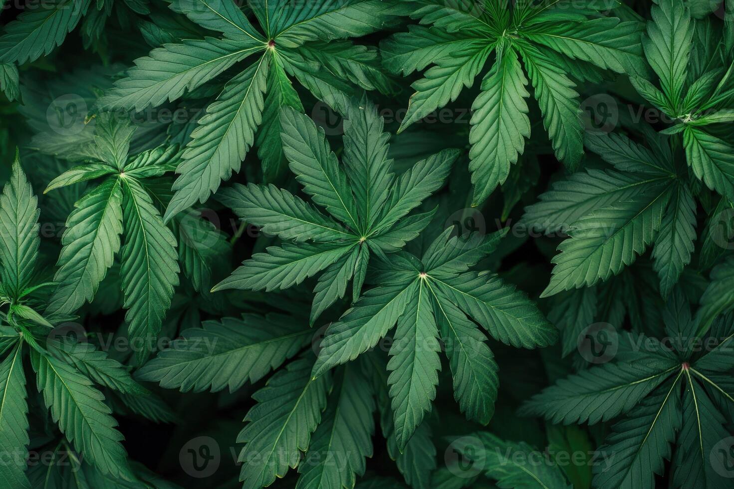 Cannabis leaves growing on farm, creating textured green background photo