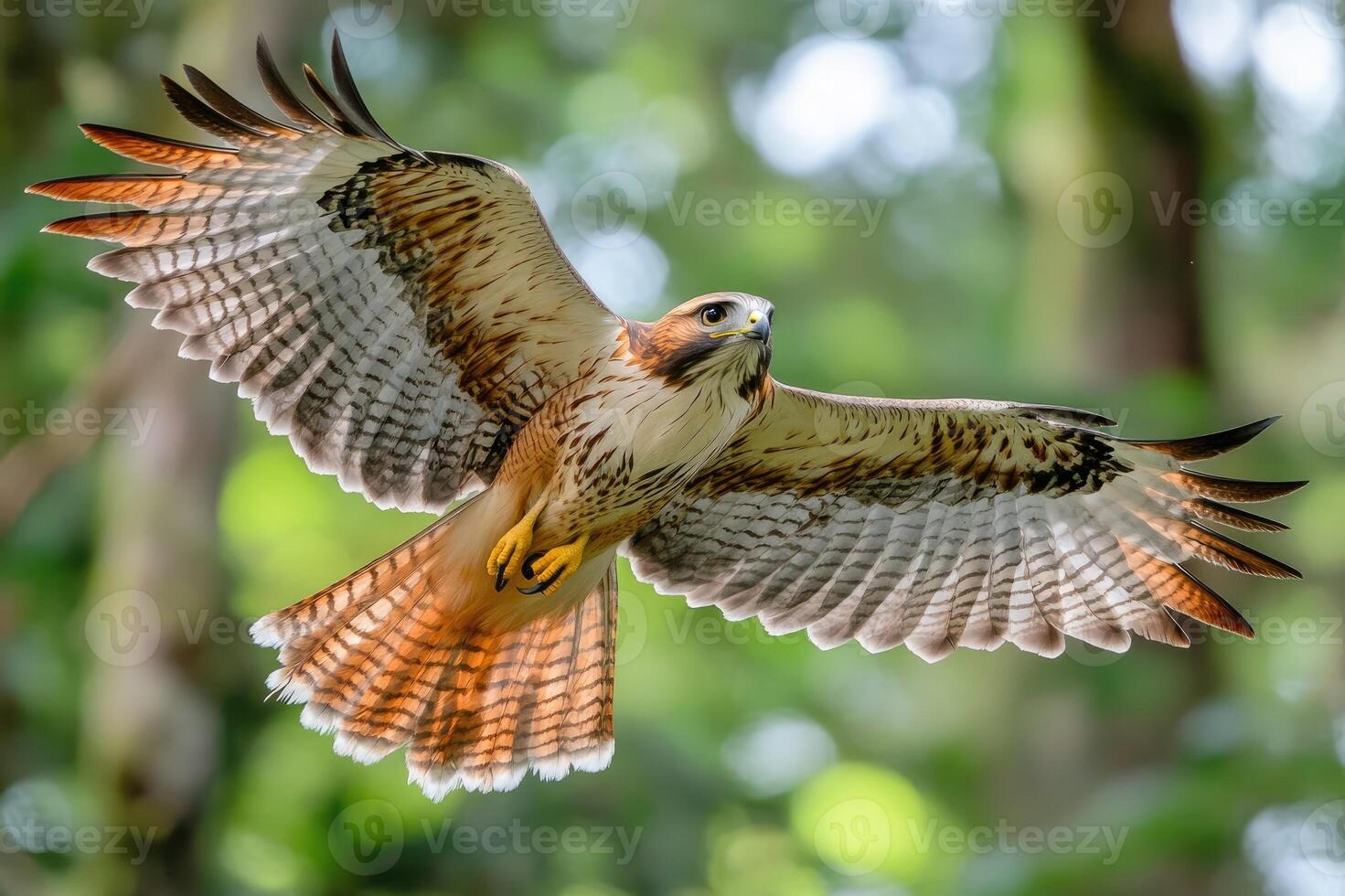 Red-tailed hawk gliding with wings spread in forest photo