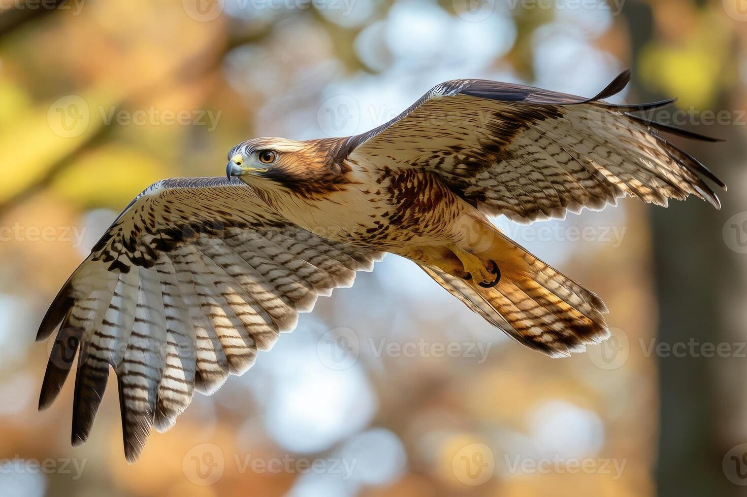 Red-tailed hawk flying with spread wings in nature photo