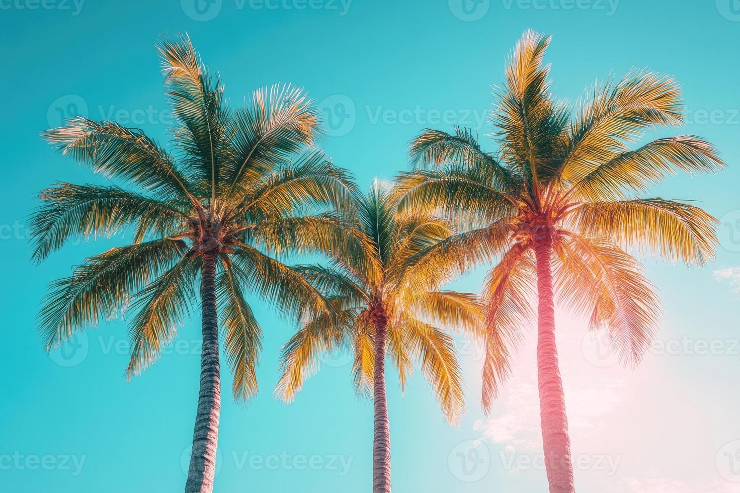 Three palm trees are standing under the tropical sun with clear sky background photo