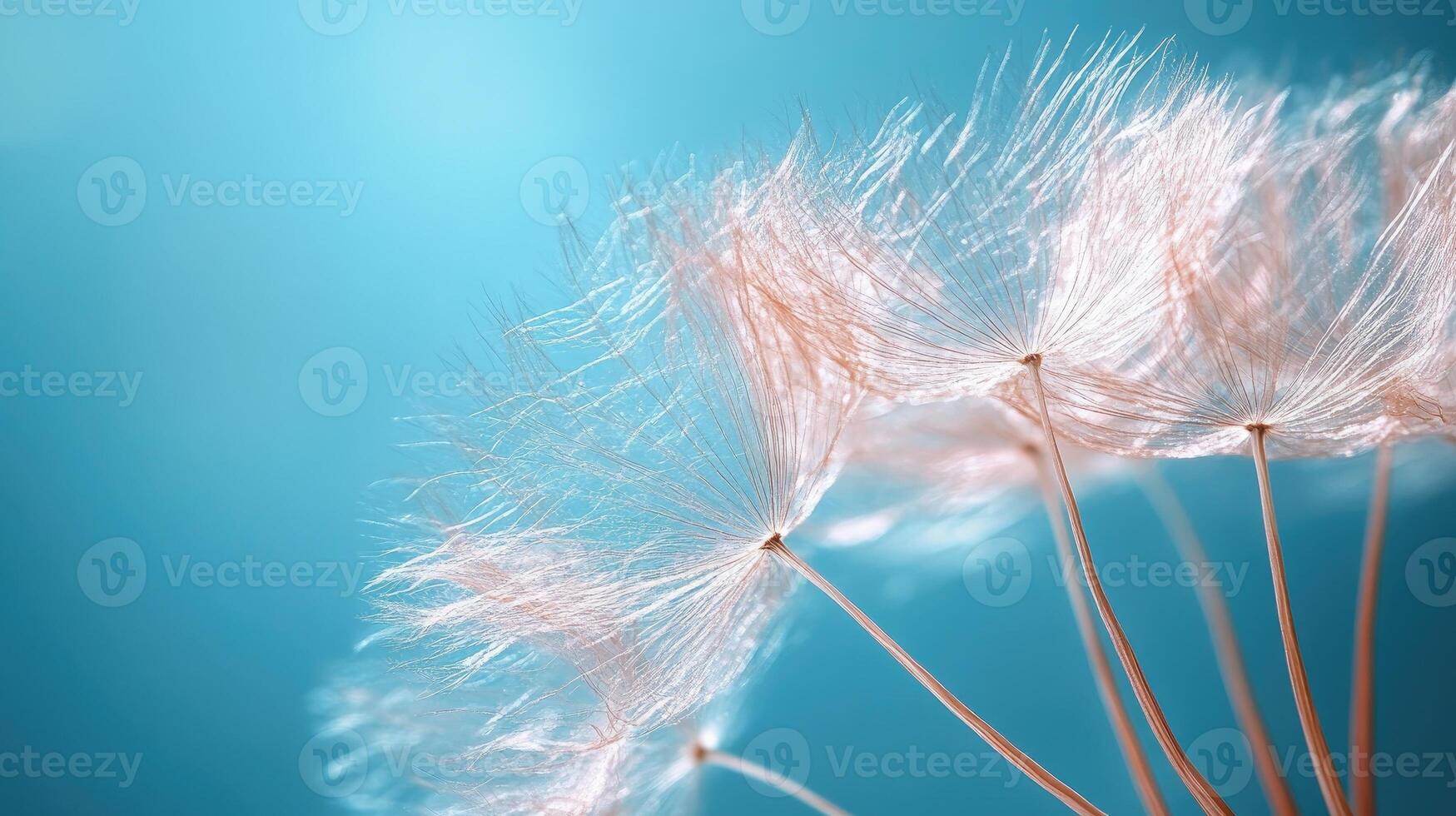 Dandelion seeds clock showing letting go concept on blue background photo