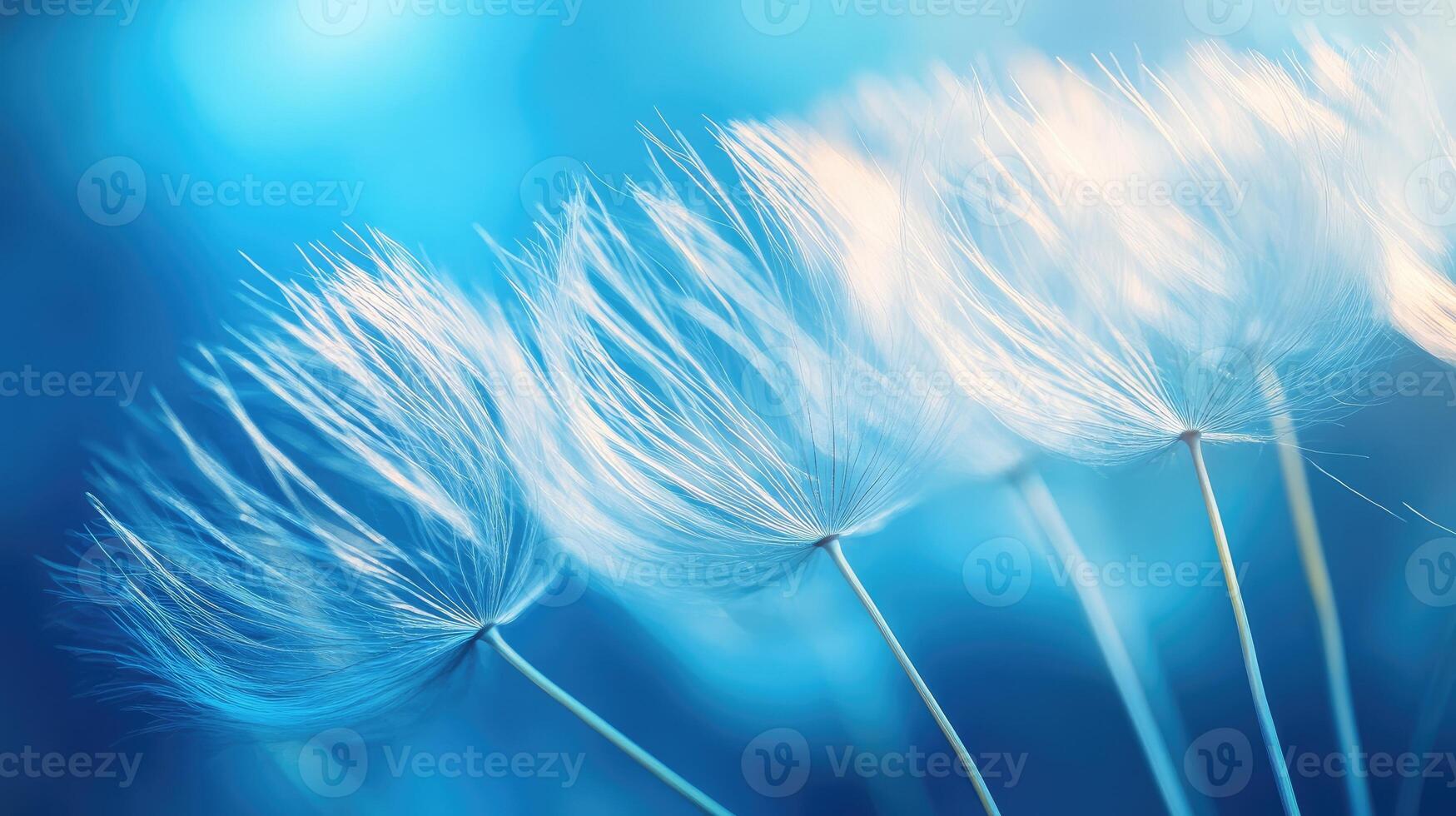 Dandelion seeds clock showing letting go concept on blue background photo