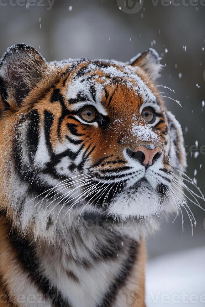 Siberian tiger looking up while snowing in winter photo