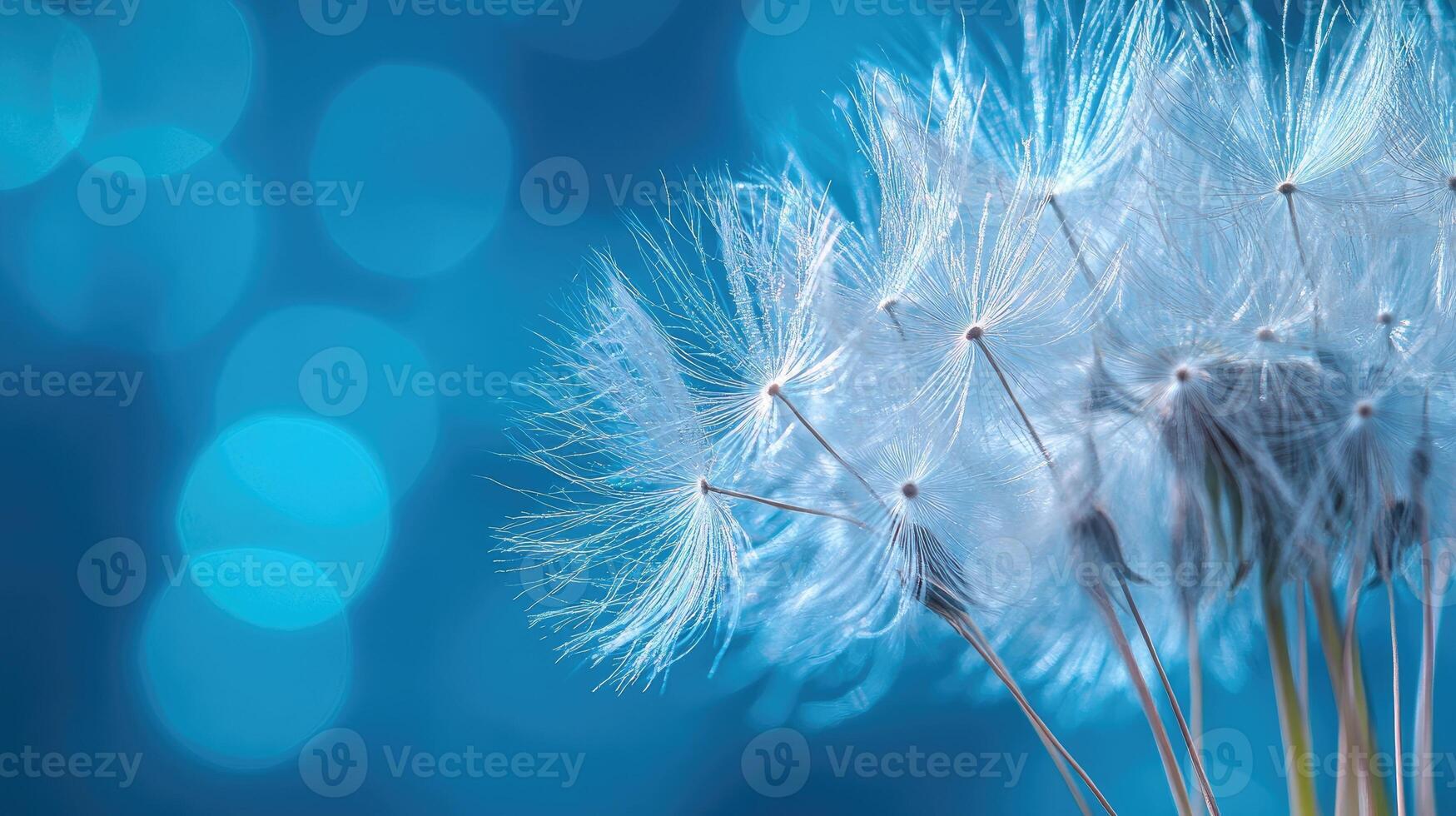 Dandelion seeds floating on a blue background with bokeh photo