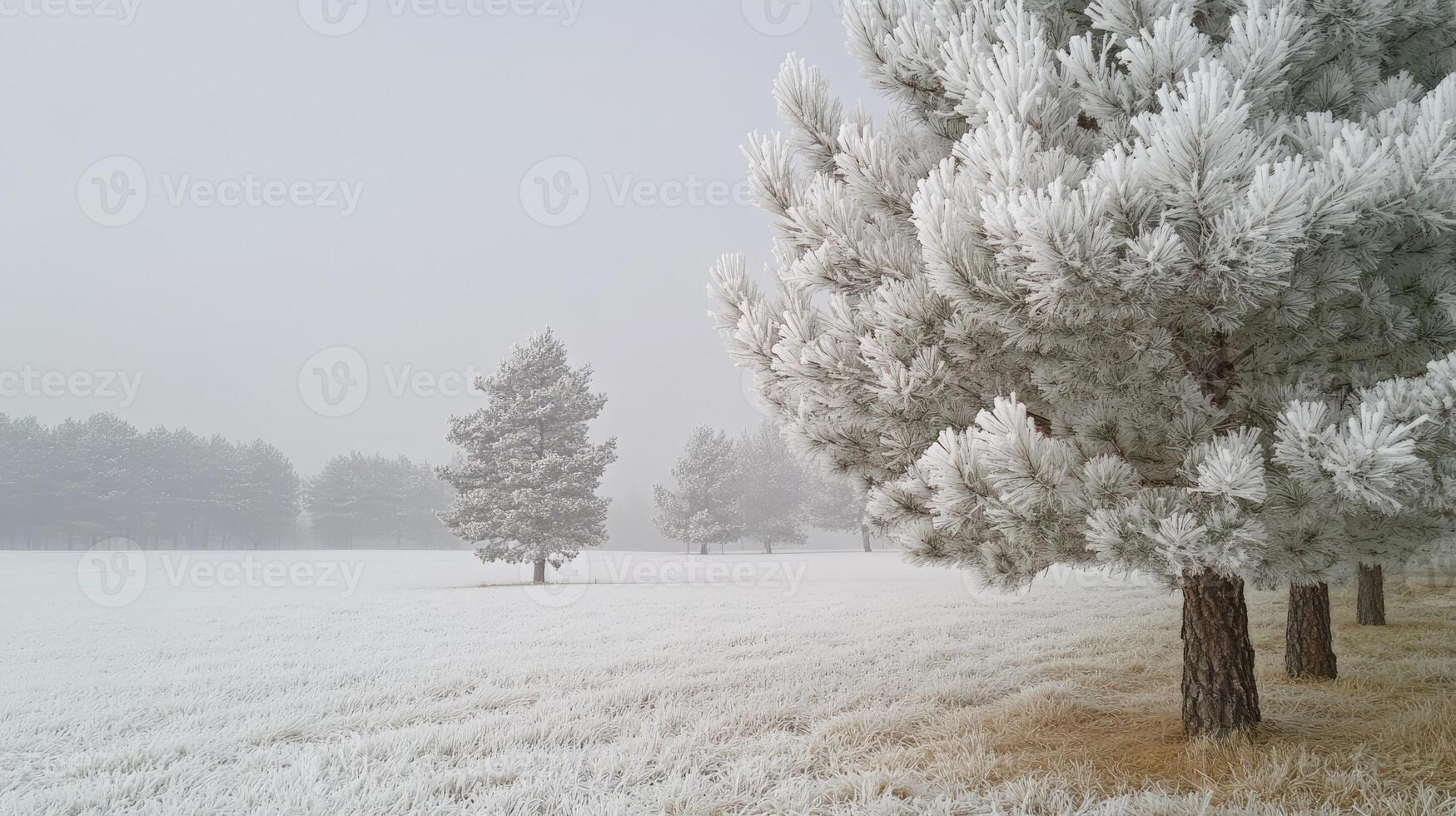 Pine trees covered with snow standing on snow covered ground photo