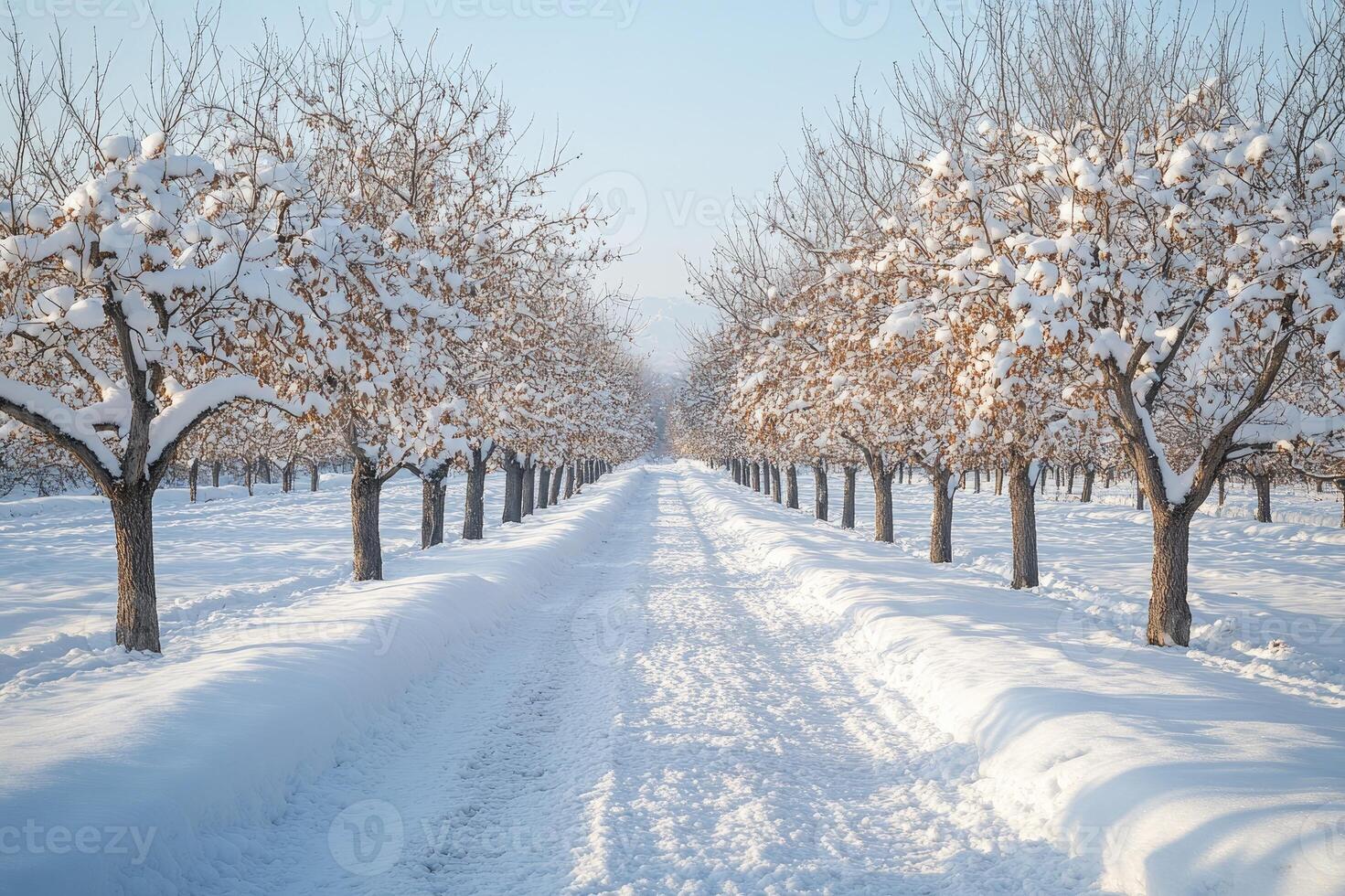 Snow covered path leading through orchard trees covered in fresh snow photo