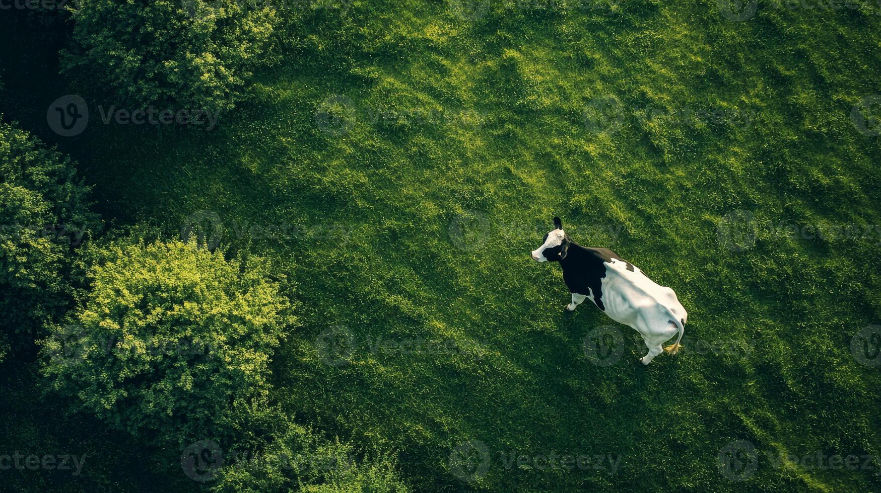 A stunning high angle view showcases a white and brown cow casting a large shadow over a vibrant green field, which is surrounded by lush, thriving vegetation, creating a truly perfect pastoral scene photo