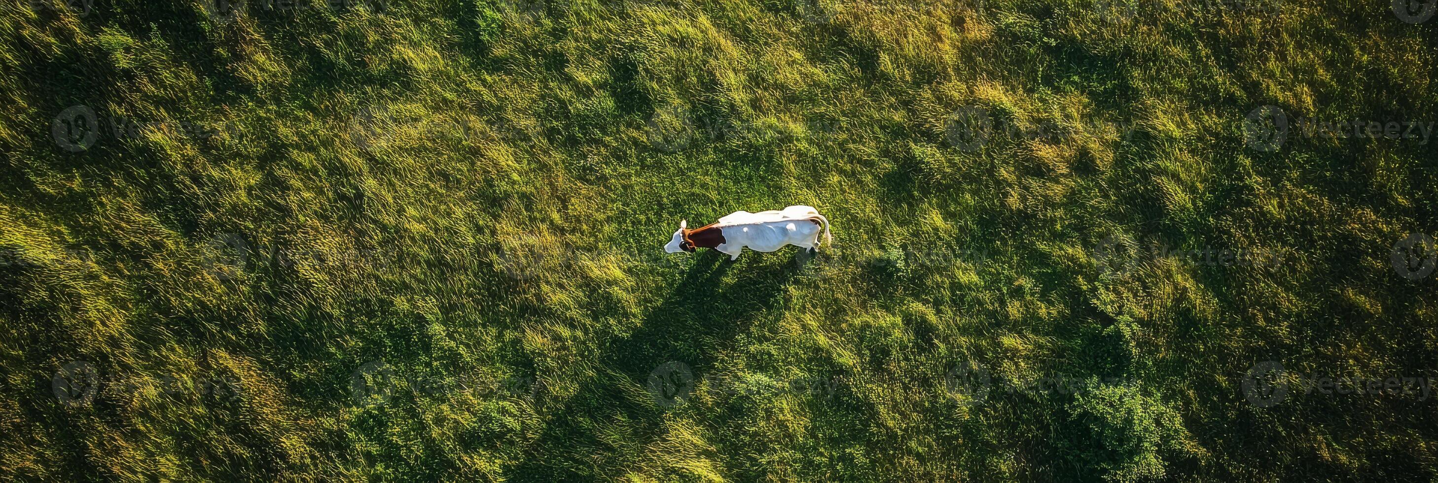 A white and brown cow stands gracefully on a lush green field, casting a soft shadow in the warm sunlight. This scene beautifully emphasizes the serenity of nature and its inherent beauty photo