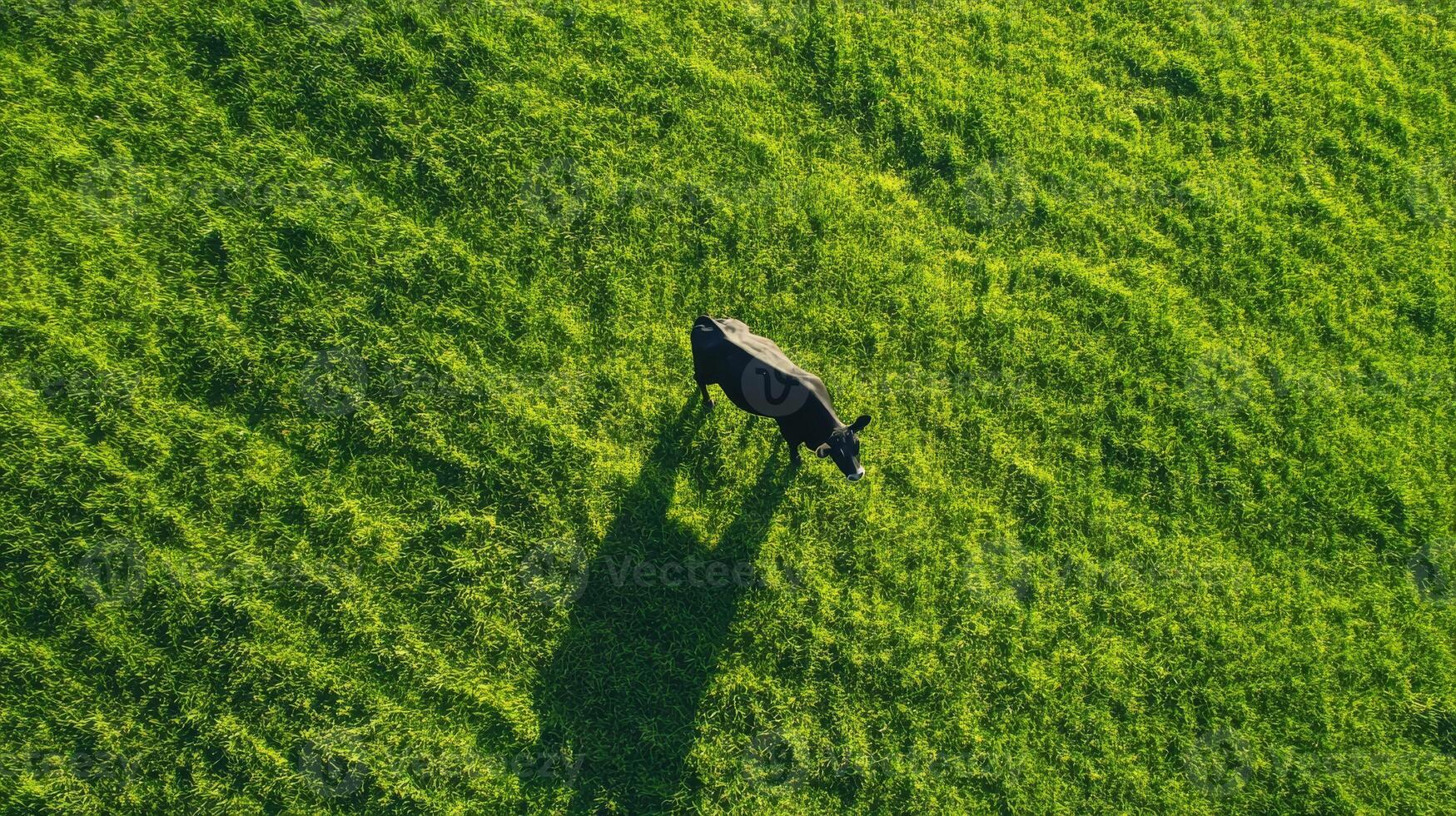 This aerial view features a striking white and brown cow in a vibrant green field, its shadow visible, beautifully representing nature and rural life, inviting exploration of this serene landscape photo
