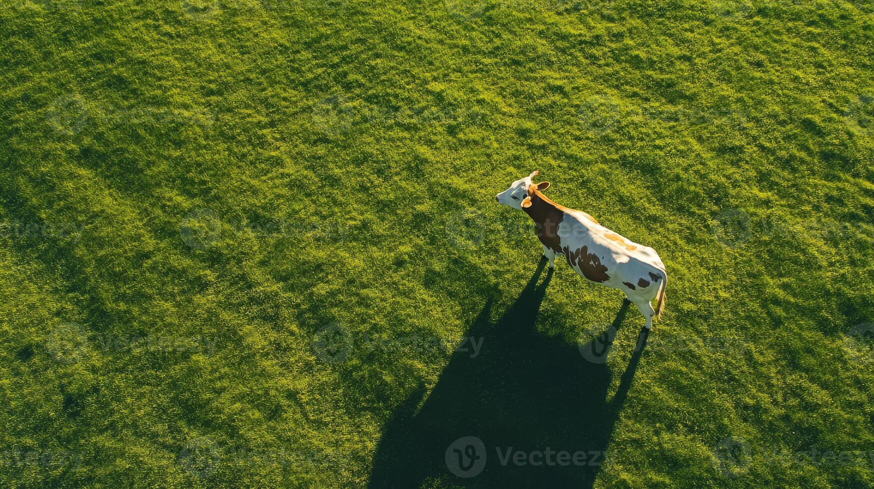 A peaceful cow embodies warmth, casting a soothing shadow on a lush green field, creating a tranquil landscape that nature lovers and agriculture enthusiasts will admire in its beauty photo