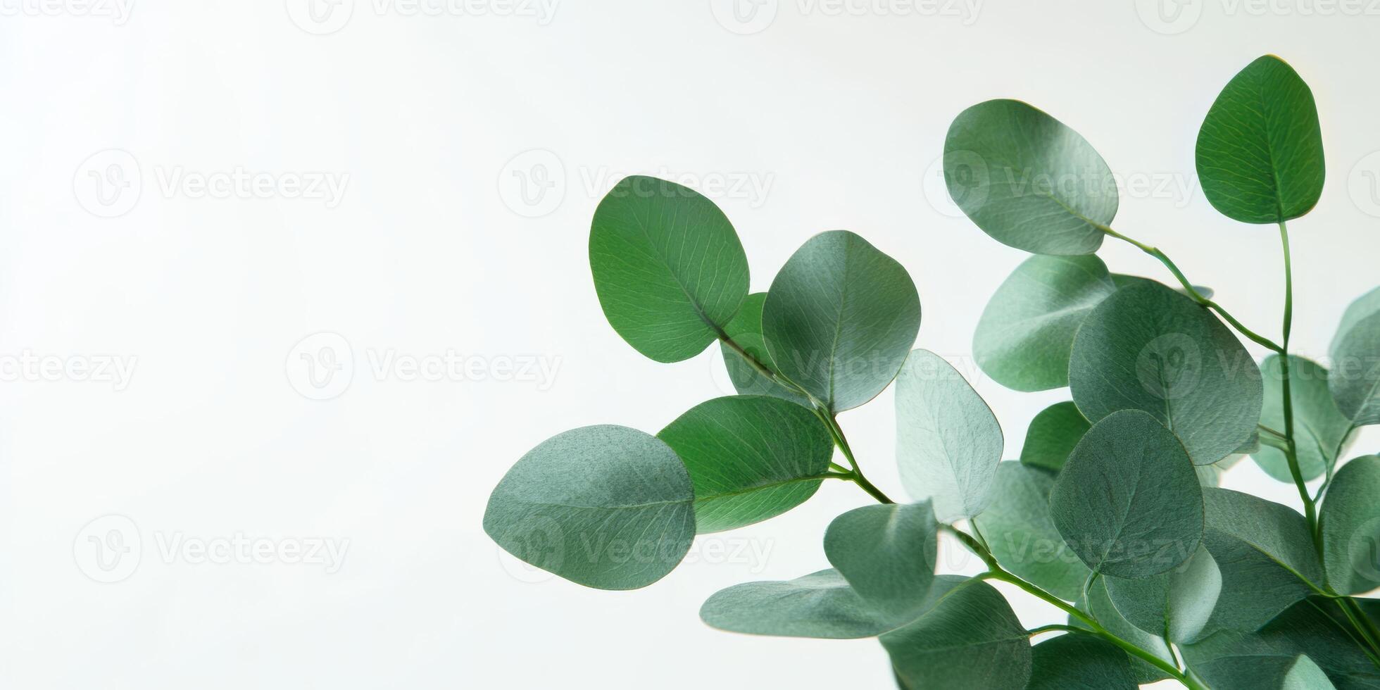 This calm eucalyptus branch design on a clear background is ideal for displaying cosmetics and greeting cards, offering ample space for stylish text embellishments to enhance your presentation photo