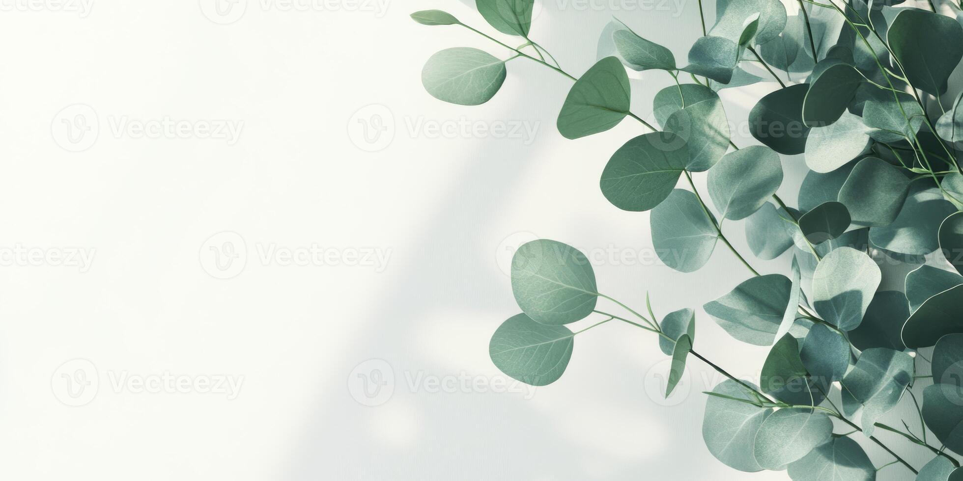 A tranquil backdrop features a lush eucalyptus branch against a clear background, ideal for showcasing cosmetics and creating stylish, elegant card designs that are aesthetically pleasing photo