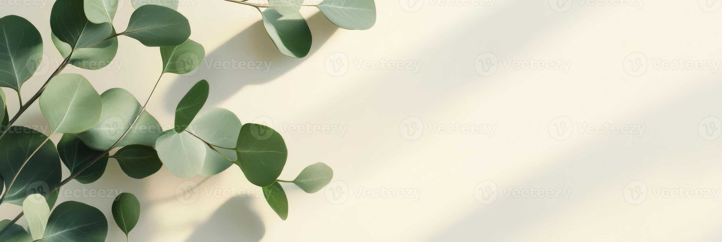 A lush green eucalyptus branch against a clear background is perfect for showcasing highquality cosmetics or creating beautiful congratulatory cards, making it stylish and versatile photo