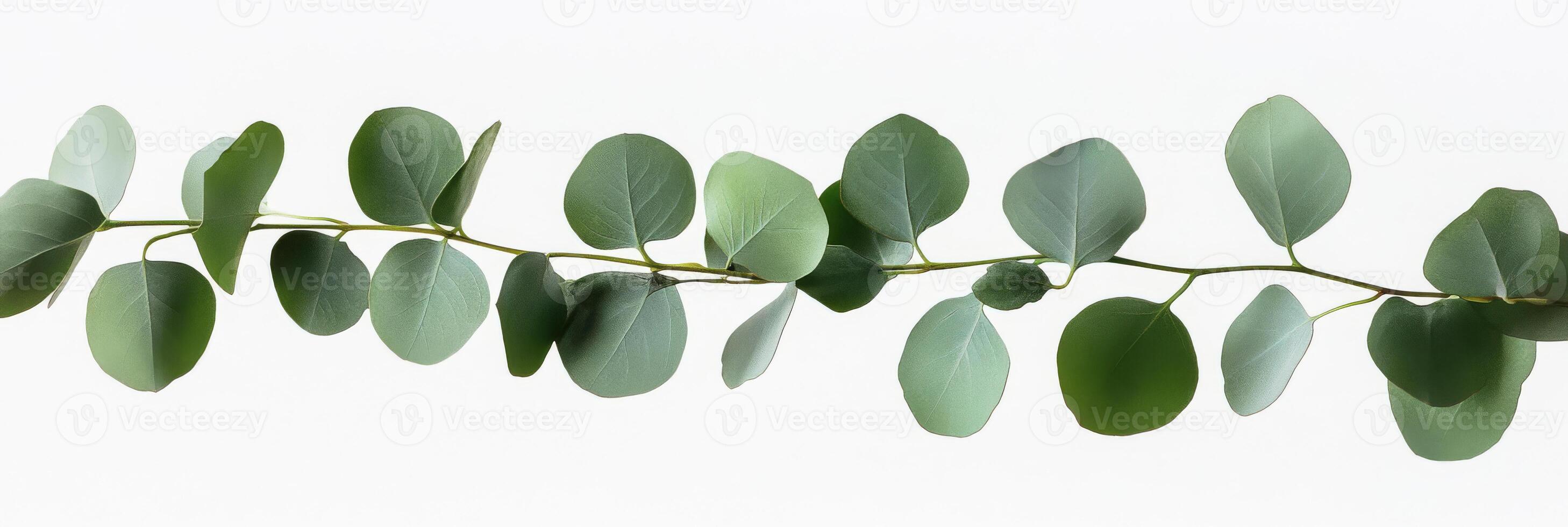 This beautifully crafted eucalyptus branch against a clear background is ideal for showcasing cosmetics or designing elegant cards, enhancing the aesthetic appeal of any creative project photo