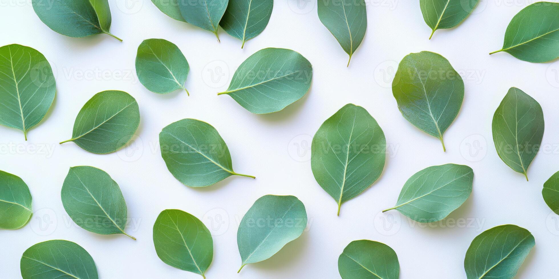 This stunning display features vibrant green eucalyptus leaves on a clear background, ideal for showcasing cosmetics, creating elegant greeting cards, or enhancing advertising designs photo