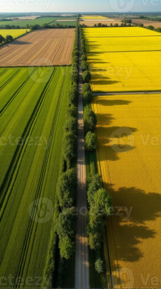 Aerial View of Farmland With Distinct Geometric Patterns Formed by Various Crops photo