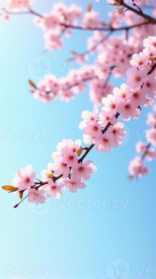 Cherry Blossoms in Full Bloom Against a Clear Blue Sky photo