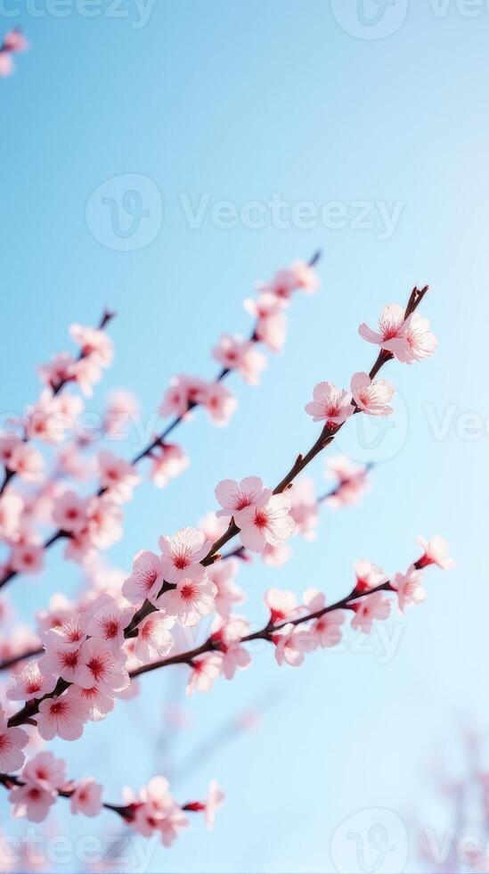 Cherry Blossoms in Full Bloom Against a Clear Blue Sky photo