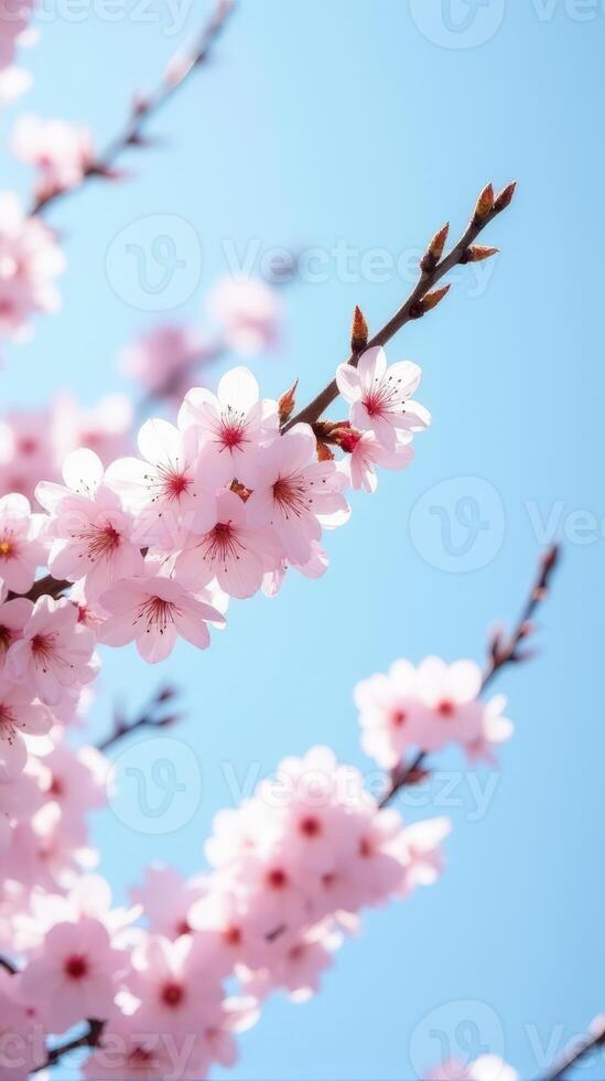 Cherry Blossoms in Full Bloom Against a Clear Blue Sky photo