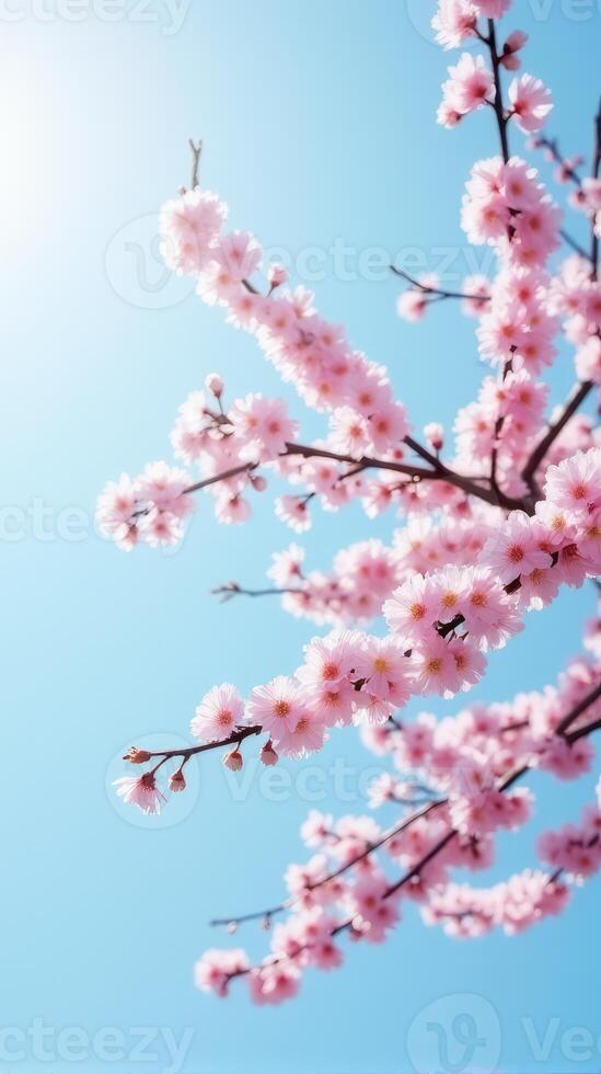 Cherry Blossoms in Full Bloom Against a Clear Blue Sky photo