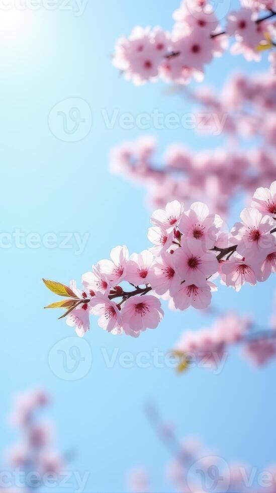 Cherry Blossoms in Full Bloom Against a Clear Blue Sky photo