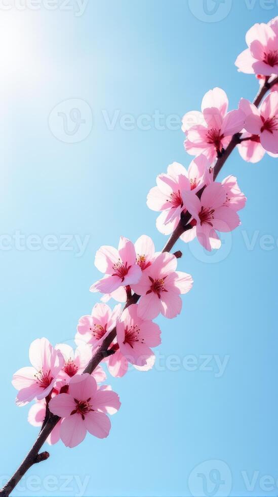 Cherry Blossoms in Full Bloom Against a Clear Blue Sky photo