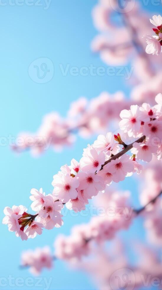 Cherry Blossoms in Full Bloom Against a Clear Blue Sky photo