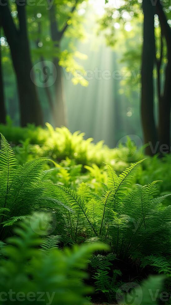 Lush Green Forest With Sunlight Filtering Through The Canopy photo