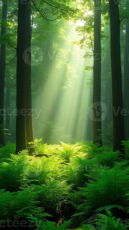 Lush Green Forest With Sunlight Filtering Through The Canopy photo