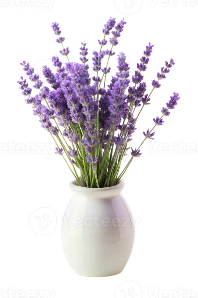 Lavender flowers in a white ceramic vase, minimalist style isolated on transparent background png