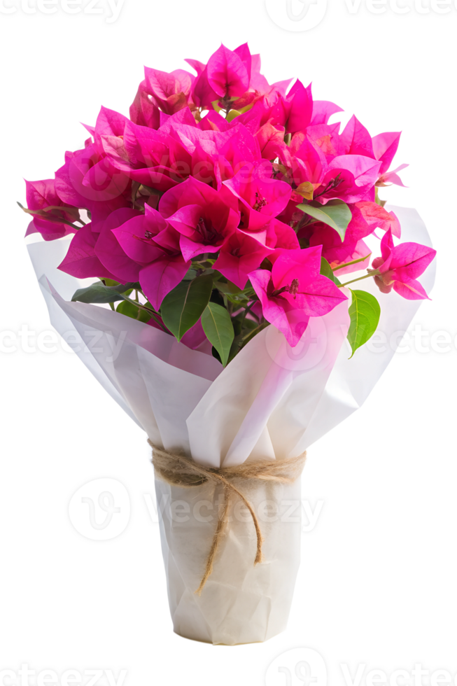 a bouquet of Bougainvillea flower in a white package isolated on transparent background png