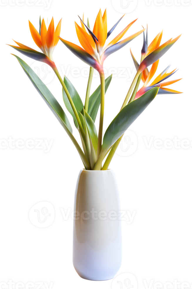 Bird of Paradise flowers in a white ceramic vase, minimalist style isolated on transparent background png