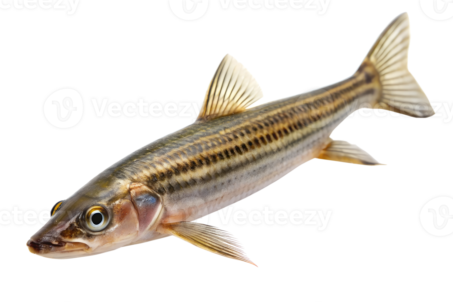 Leporellus vittatus isolated on a transparent background png