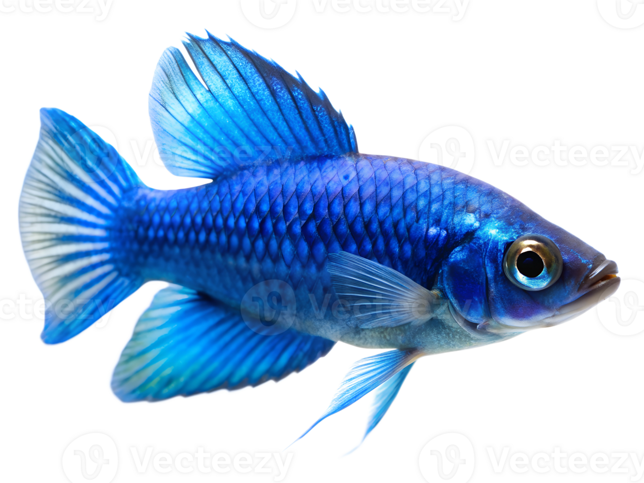 Blue Johanni swiming isolated on a transparent background png