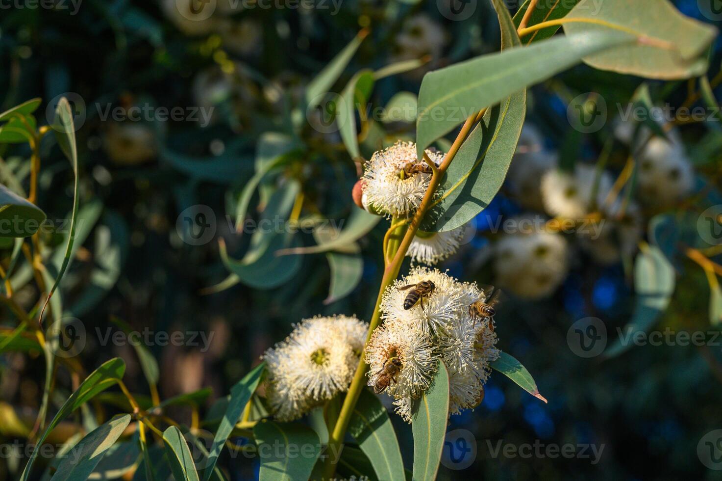 Bee on a flowering gum photo